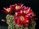 Sulcorebutia tarijensis var. samaensis HTH104